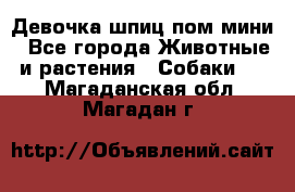 Девочка шпиц пом мини - Все города Животные и растения » Собаки   . Магаданская обл.,Магадан г.